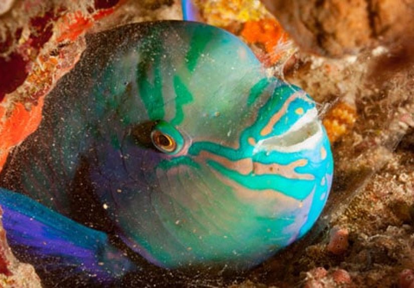 10 Absurd Sleep Habits Of Wild Animals