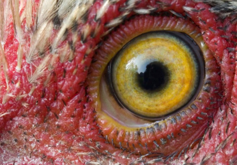 10 Animal Facts That Will Shatter Your Image Of Them