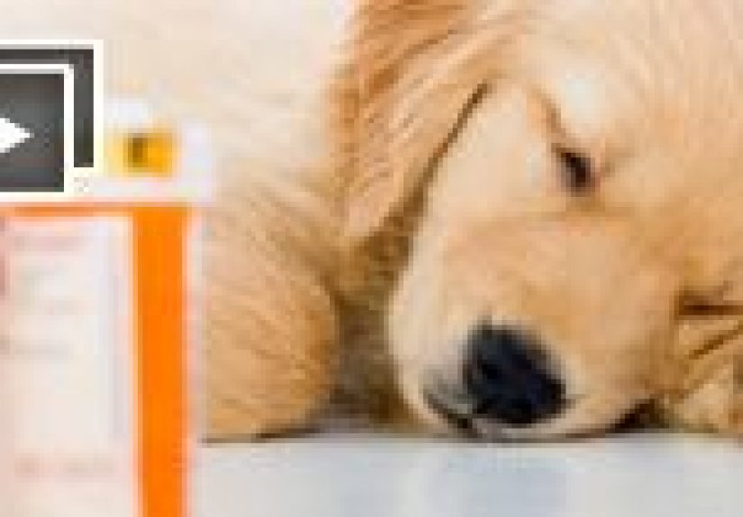 10 Warning Signs You Should Take Your Dog to the Vet