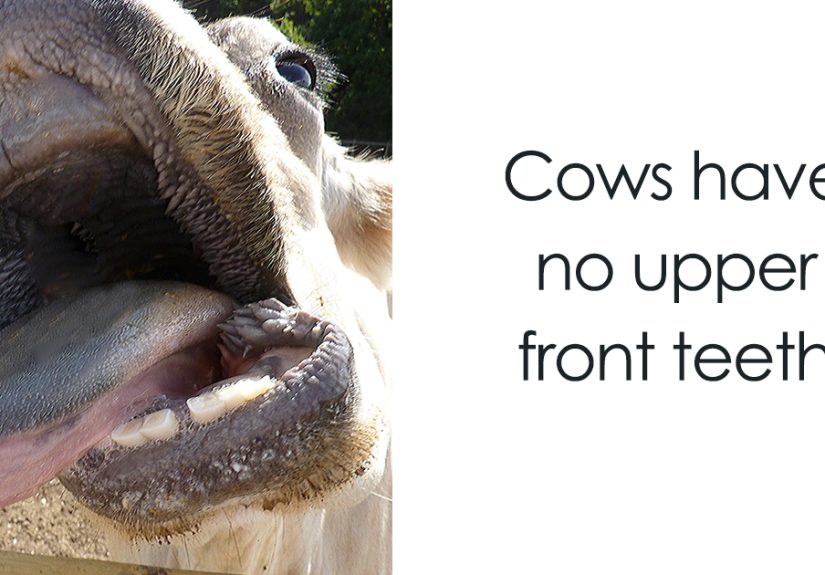 116 Times Nature Proved It's Too Weird For Us To Handle