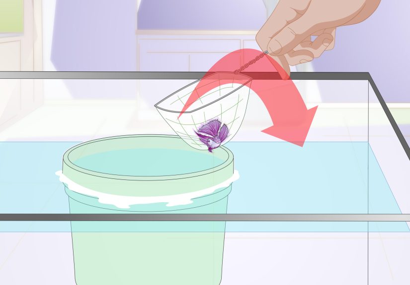 3 Ways to Acclimate Your Betta
