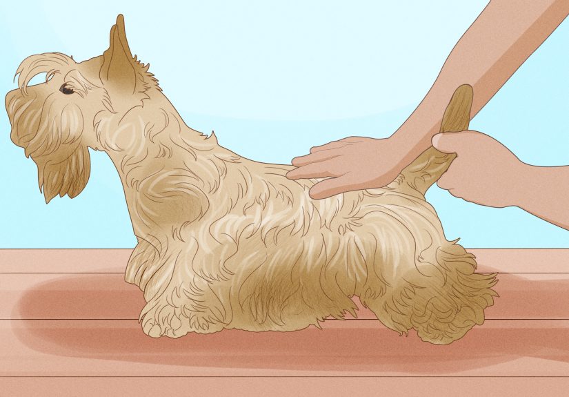 3 Ways to Comfort a Dog with Vertigo
