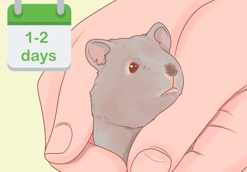 3 Ways to Pick up a Hamster for the First Time