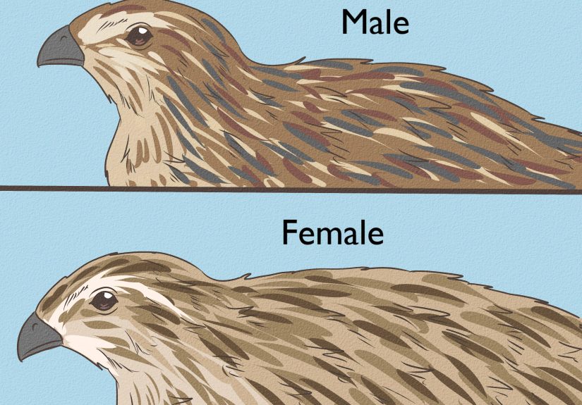 4 Ways to Determine Sex of a Quail