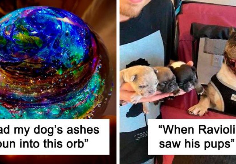 50 Uplifting Dog Posts To Make Your Day Better