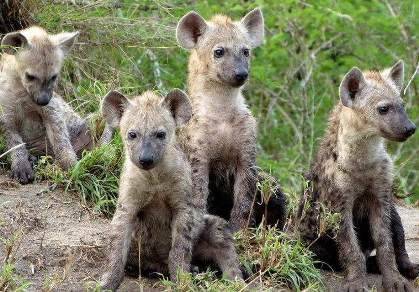 9 Baby Animals That Kill Their Siblings After Birth