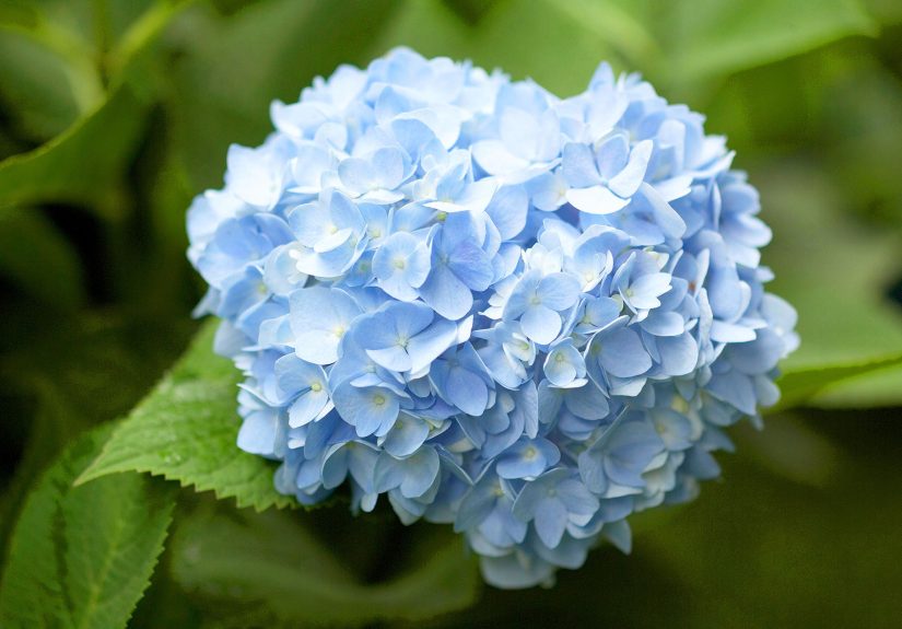 9 Stunning Blue Hydrangea Varieties for Your Garden