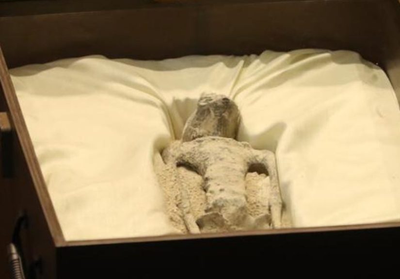 Alien Corpses Shown to Mexican Congress: Are They Real?