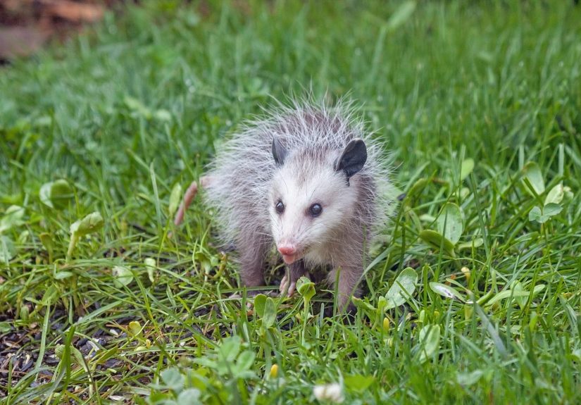 Benefits of Opossums: How Opossums Help Your Yard and Health