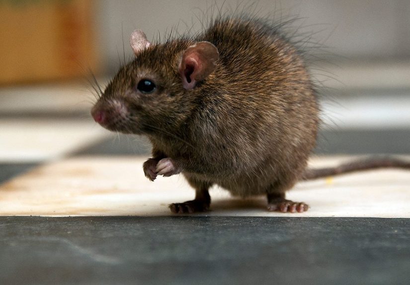 Best Ways to Get Rid of Rodents in Your House