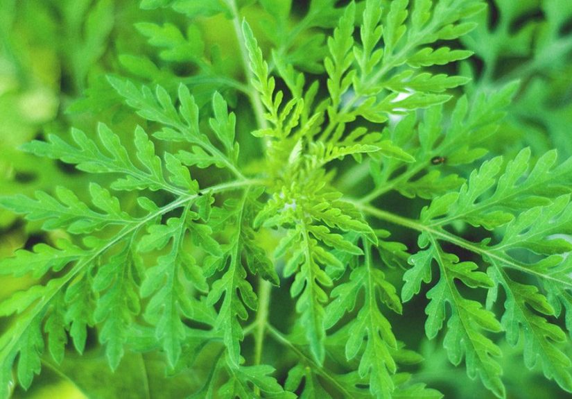 Can Artemisinin Treat Cancer? Research and Side Effects