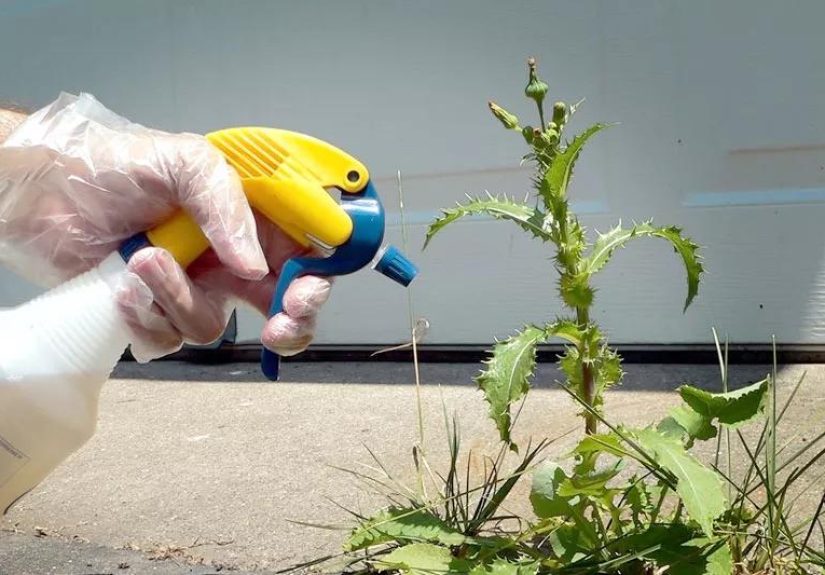 Can Weed Killer Cause Cancer?