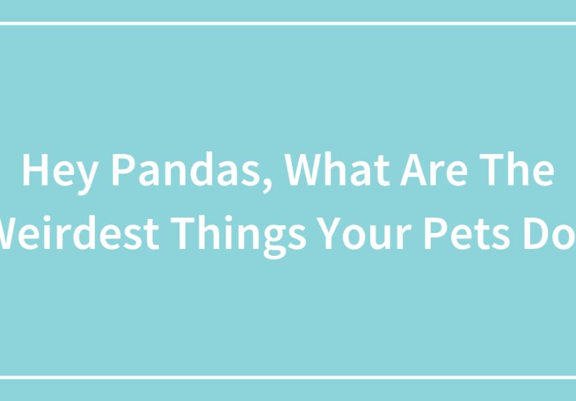 Hey Pandas, What Are The Weirdest Things Your Pets Do? (Closed)