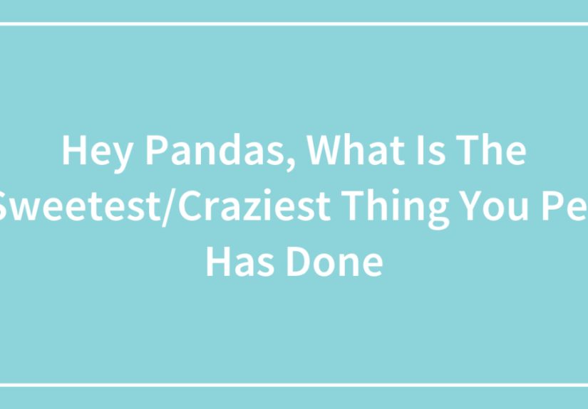 Hey Pandas, What Is The Sweetest/Craziest Thing You Pet Has Done