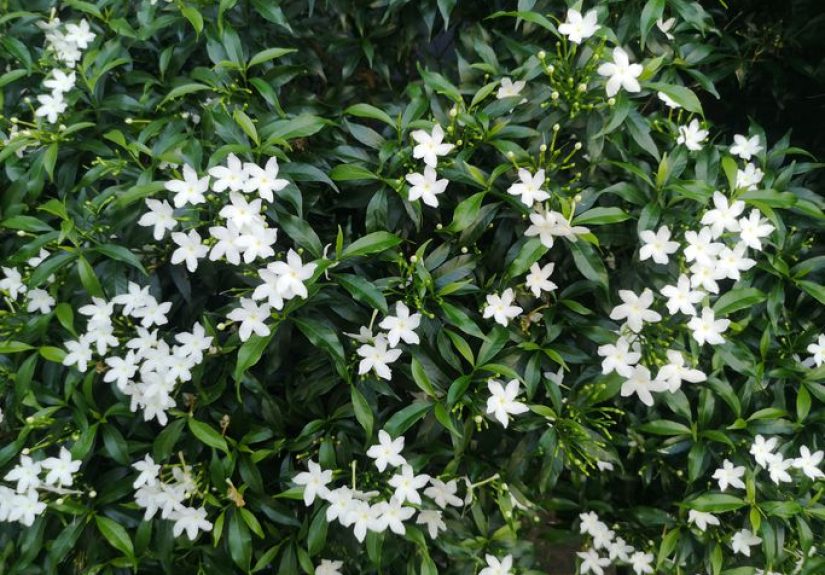 How to Grow and Care for Jasmine