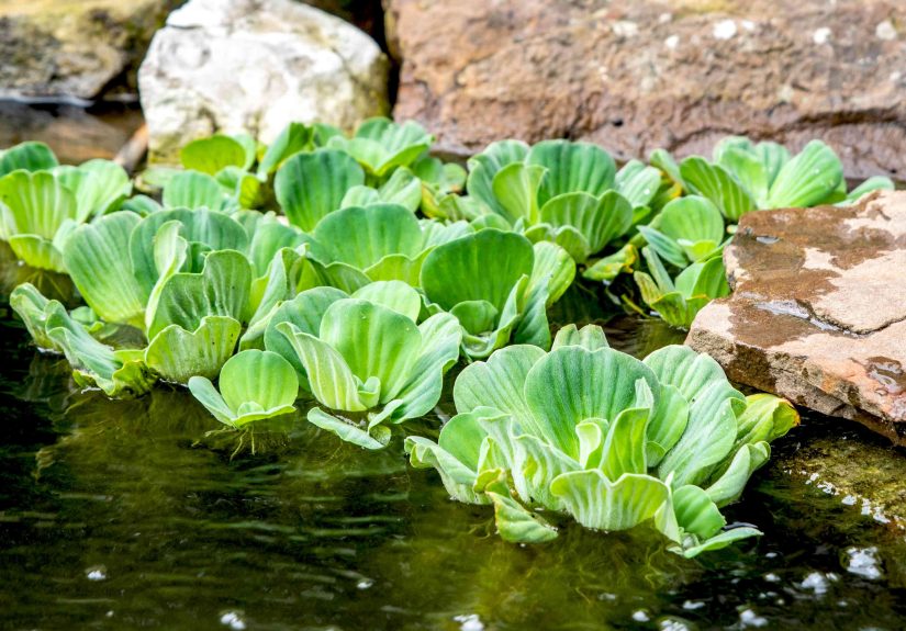 How to Grow and Care for Water Lettuce