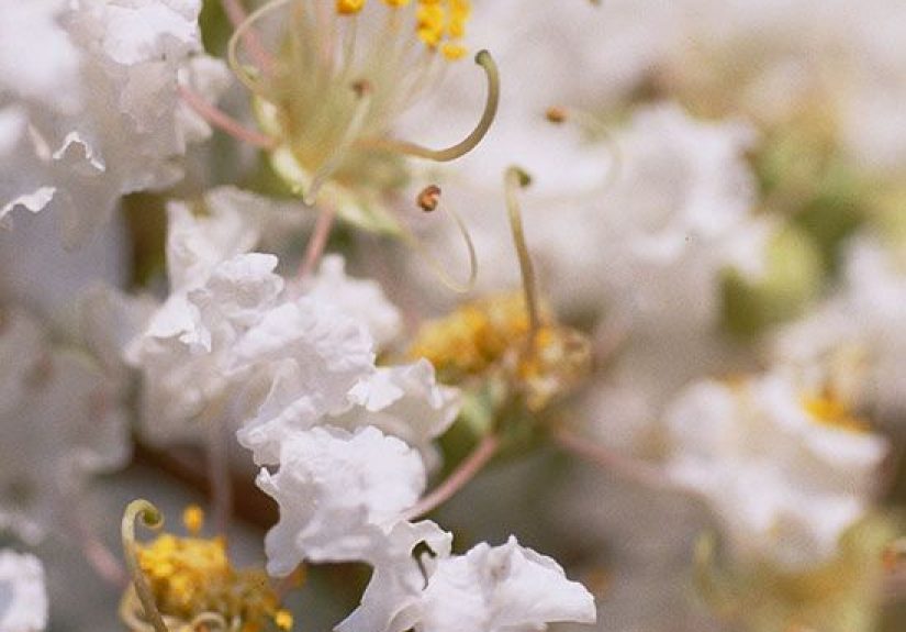 How to Plant and Grow Crape Myrtle