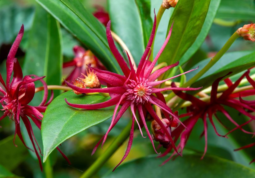 How to Plant and Grow Florida Anise