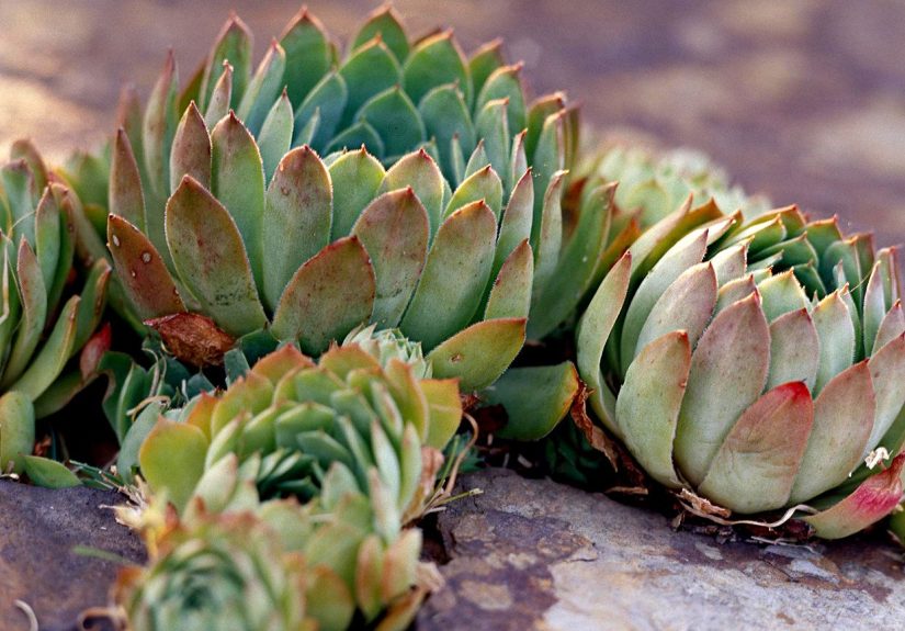How to Plant and Grow Hens and Chicks Plants