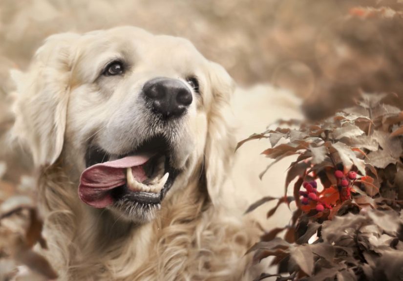 I Photographed My Amazing Dogs Kicia And Morsik