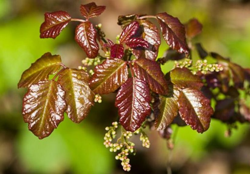 Poison Oak Rash: Pictures, Stages, Treatment