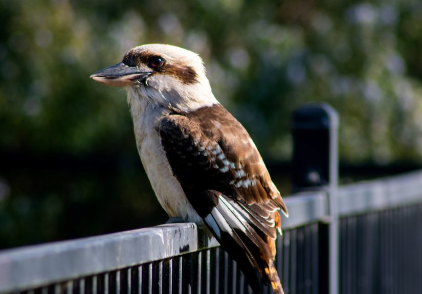 Recognising Bird Sounds With A Microcontroller