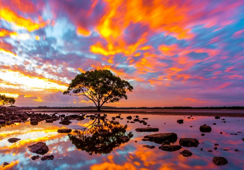 Scientists Found the First Branch on the Tree of Life