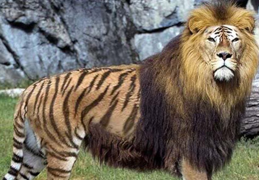 Top 10 Hybrid Animals
