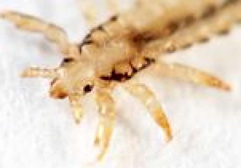 What Are Lice, and Where Do They Come From?