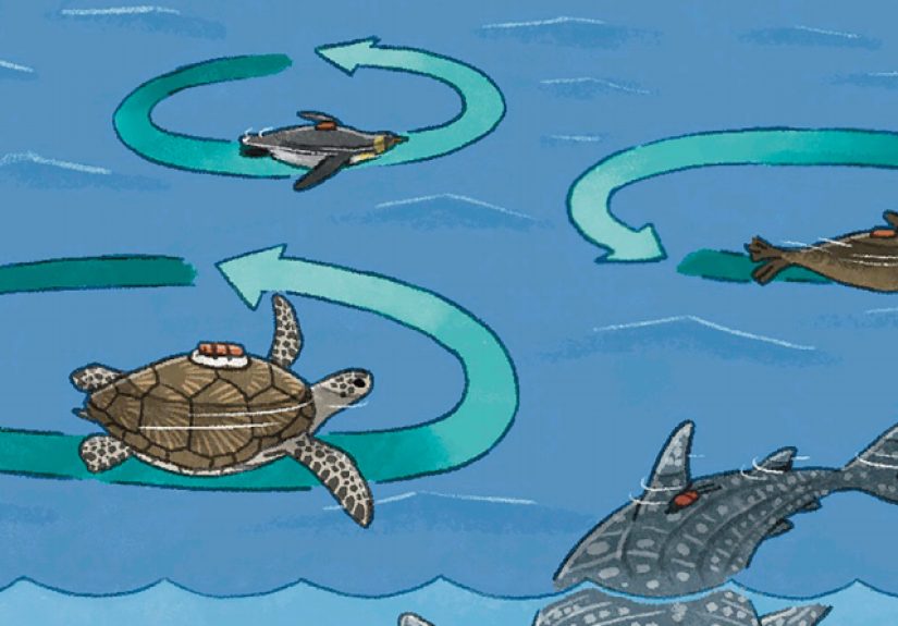 Why Do Marine Animals Swim in Circles?
