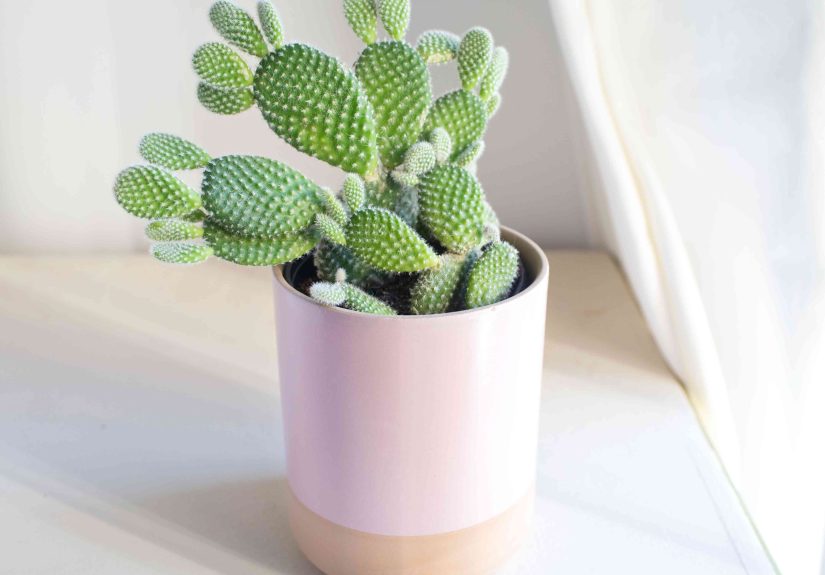 10 Best Cactus Varieties to Grow Indoors