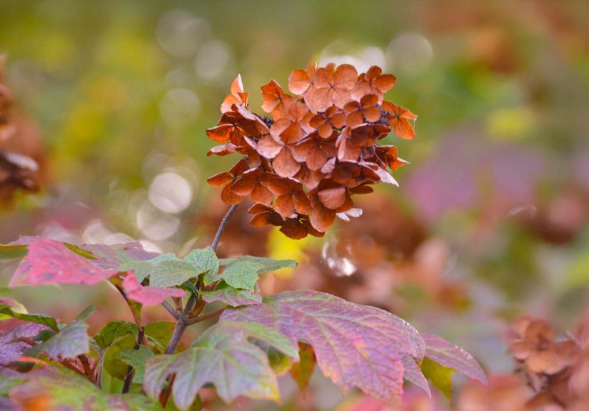 10 Fall Shrubs You Should Plant Now to Add Color to Your Garden All Season