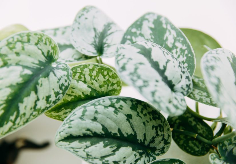 11 Calming Houseplants That Will Bring Soothing Sage Green to Your Home