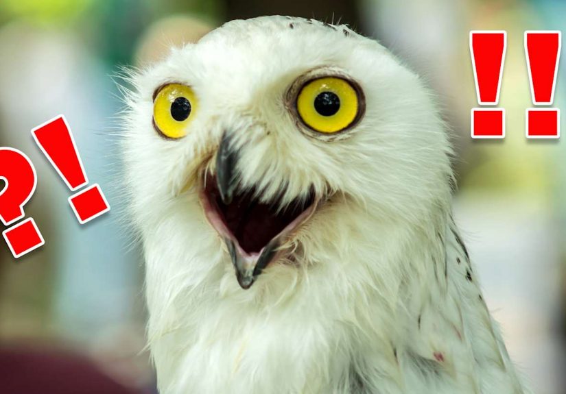 28 Bizarre Facts About Animals That Will Make You Go “WTF?”