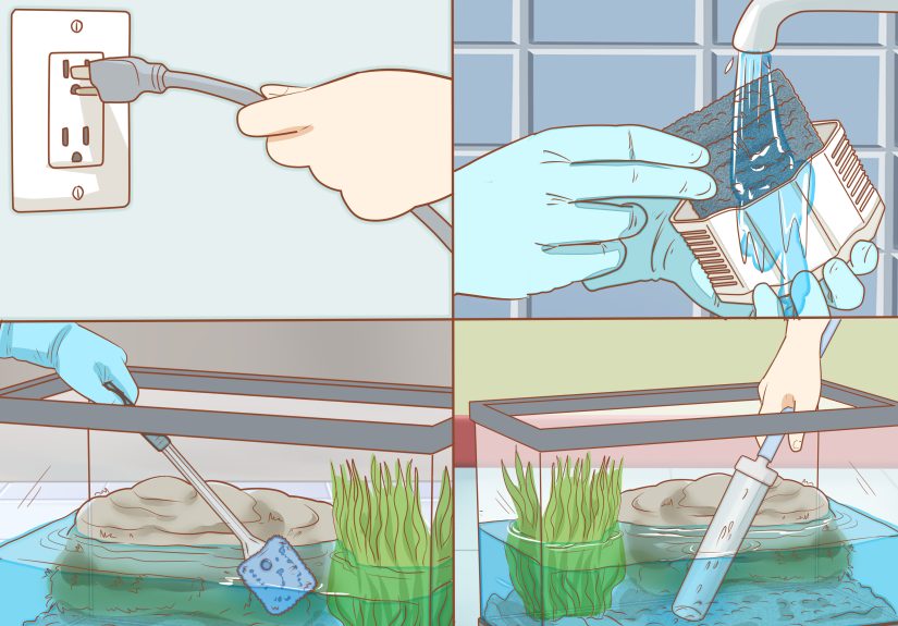 4 Ways to Take Care of Baby Water Turtles
