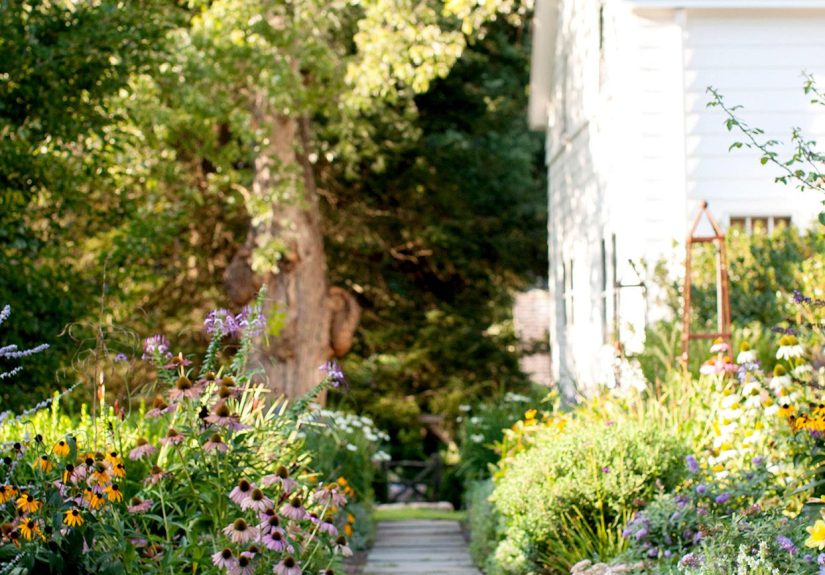 5 Pet-Safe Weed Killer Options for a Beautiful Yard