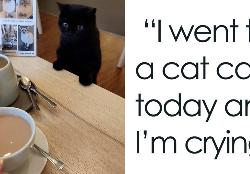 50 Of The Best Cat Posts That Are Impossible Not To Scroll Through