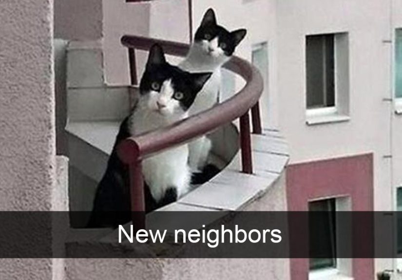 62 Hilarious Cat Snapchats That You Need To See Right Meow