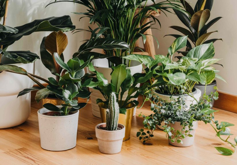 8 Things to Do Right Now to Keep Your Houseplants Thriving in Your Home This Fall