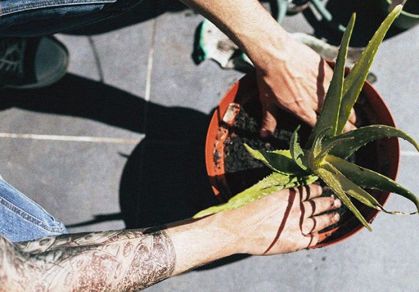 Aloe vera hair mask: Recipe, hair types, benefits, and more