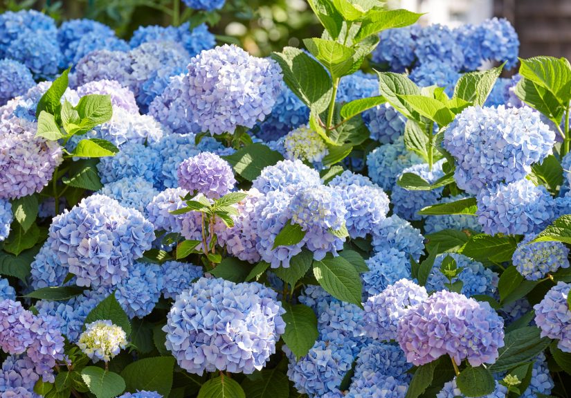 Can Cutting Back Hydrangeas in Fall Ruin Next Year’s Blooms?