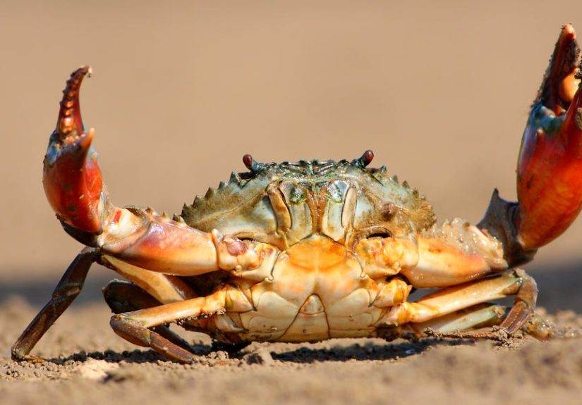 ‘Crabification’ Explains Why Animals Keep Turning Into Crustaceans