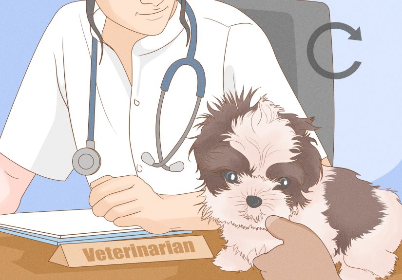 Dog Eyelid Growths: Diagnosis, Treatment, and Recovery