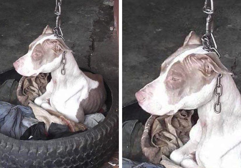 Dog Kept On Such A Short Chain She Could Never Rest Her Head Is Finally Rescued And The After Pics Will Bring You Joy