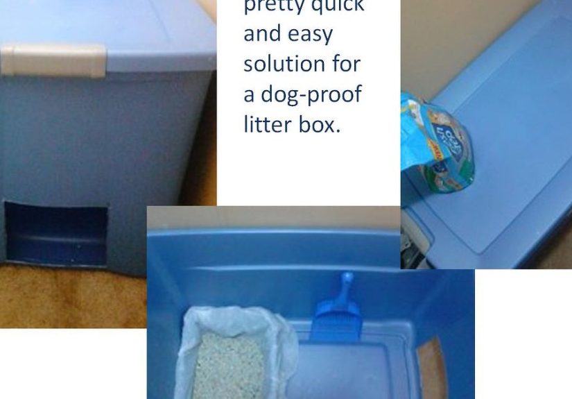 Easy and Quick Solution for Dog- Proof Litter Box