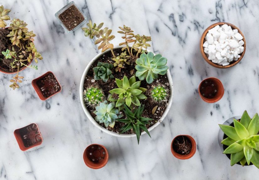 Easy Succulent Container Gardening Ideas for Beginners
