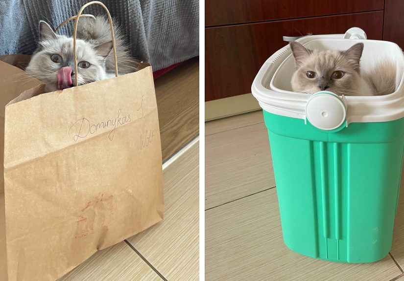 Hey Pandas, Share The Silliest Spot Your Pet Has Claimed As Their Throne (Closed)