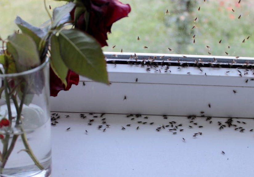 How the Pros Get Rid of Ants In the House
