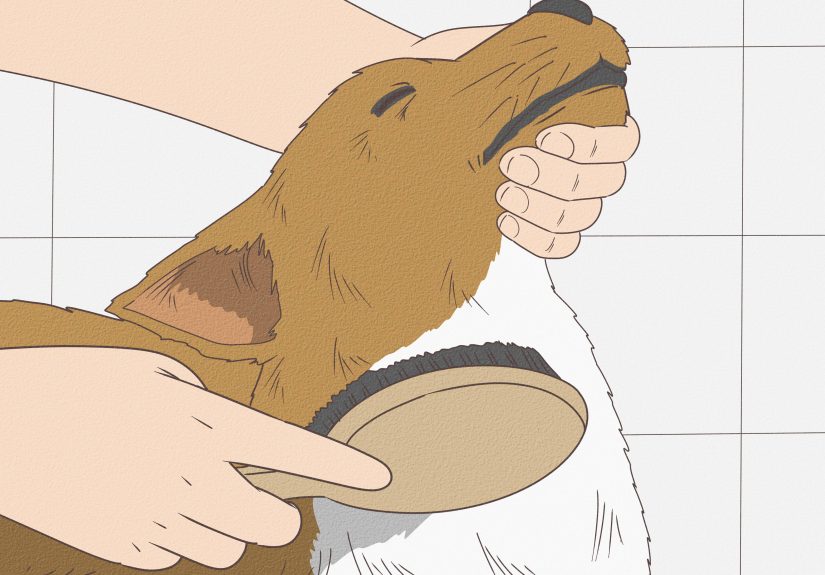 How to Give a Small Dog a Bath