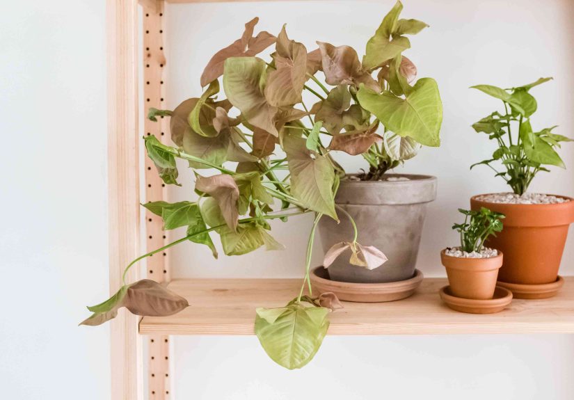 How to Grow and Care for Arrowhead Vine